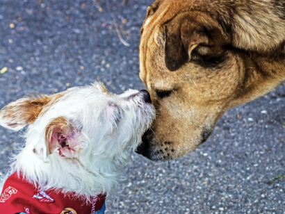 DAS ZENTRALREGISTER FÜR HUNDENACHSORGE